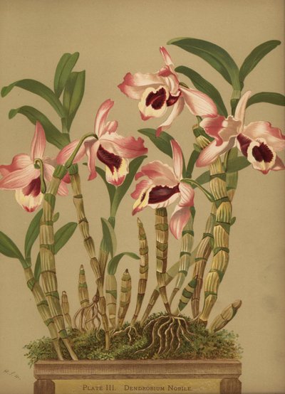 Noble Dendrobium Orchid, Dendrobium Nobile by Unknown